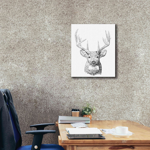 Image of 'Young Buck Sketch II' by Emma Scarvey, Giclee Canvas Wall Art,20 x 24