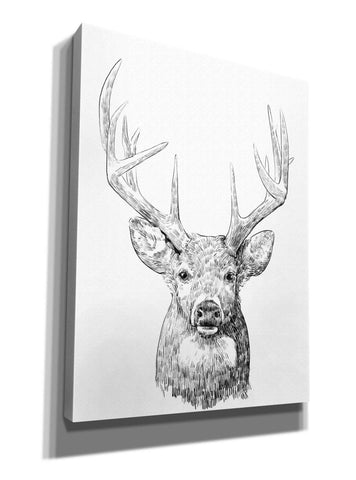 Image of 'Young Buck Sketch II' by Emma Scarvey, Giclee Canvas Wall Art