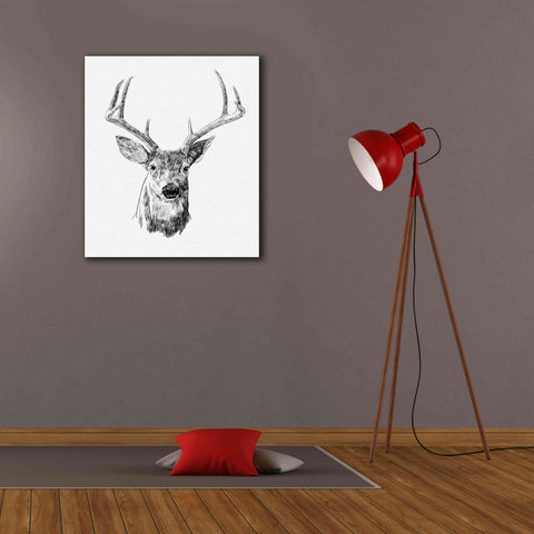 Image of 'Young Buck Sketch III' by Emma Scarvey, Giclee Canvas Wall Art,26 x 30