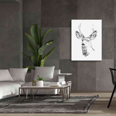 Image of 'Young Buck Sketch IV' by Emma Scarvey, Giclee Canvas Wall Art,40 x 54