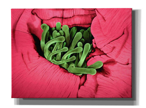 Image of 'Folds' by Rita Shimelfarb, Giclee Canvas Wall Art