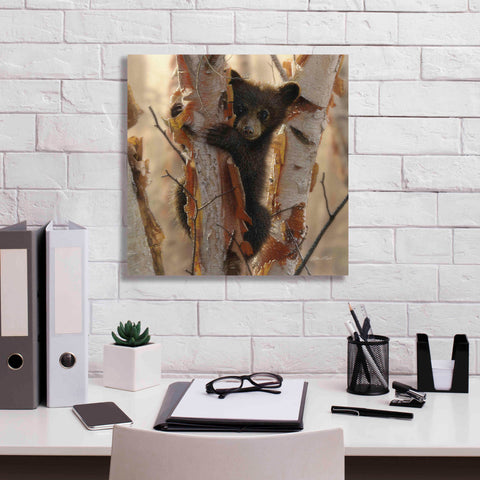 Image of 'Curious Cub II' by Collin Bogle, Canvas Wall Art,18x18