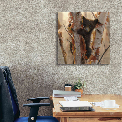 Image of 'Curious Cub II' by Collin Bogle, Canvas Wall Art,26x26