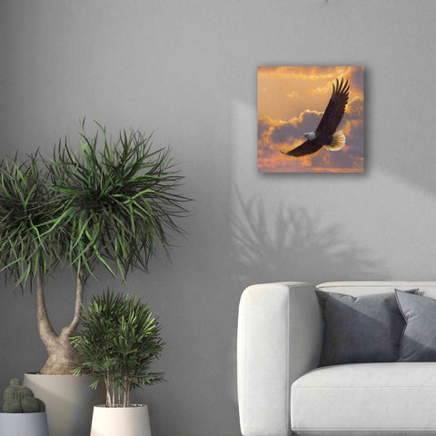 Image of 'Soaring Spirit' by Collin Bogle, Canvas Wall Art,18x18