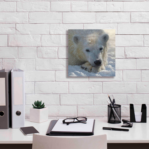 Image of 'Polar Bear Cub' by Collin Bogle, Canvas Wall Art,12x12