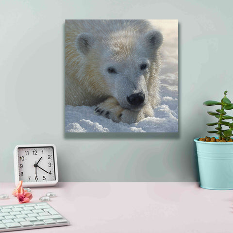 Image of 'Polar Bear Cub' by Collin Bogle, Canvas Wall Art,12x12