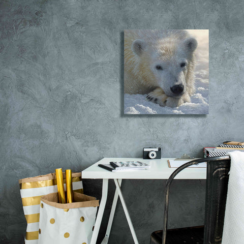Image of 'Polar Bear Cub' by Collin Bogle, Canvas Wall Art,18x18