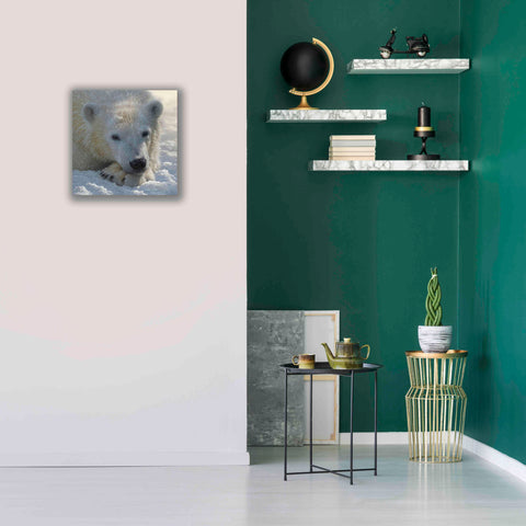 Image of 'Polar Bear Cub' by Collin Bogle, Canvas Wall Art,18x18