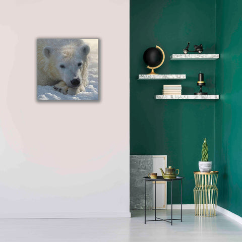 Image of 'Polar Bear Cub' by Collin Bogle, Canvas Wall Art,26x26