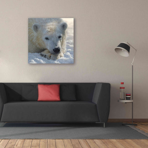 Image of 'Polar Bear Cub' by Collin Bogle, Canvas Wall Art,37x37