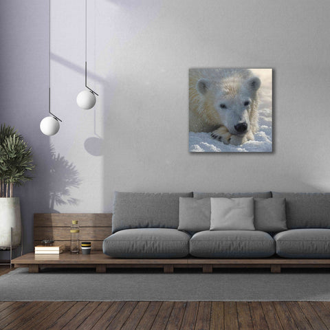 Image of 'Polar Bear Cub' by Collin Bogle, Canvas Wall Art,37x37