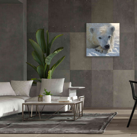 Image of 'Polar Bear Cub' by Collin Bogle, Canvas Wall Art,37x37