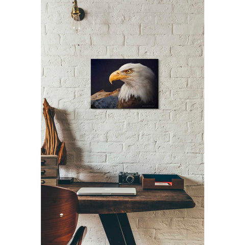 Image of 'Bald Eagle Study' by Chris Vest, Giclee Canvas Wall Art