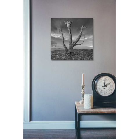 Image of 'Giratree' by Dariusz Klimczak, Canvas Wall Art,18 x 18