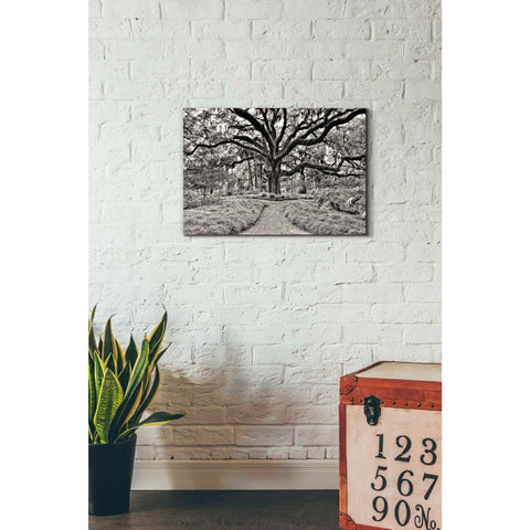 Image of 'Florida Tree' by PH Burchett Giclee Canvas Wall Art