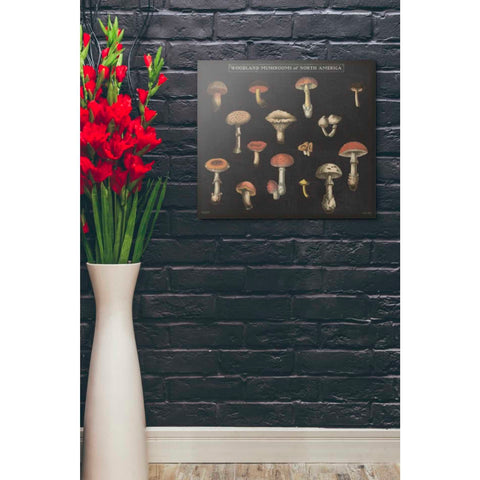 Image of 'Mushroom Chart I' by Wild Apple Portfolio, Canvas Wall Art,20 x 24