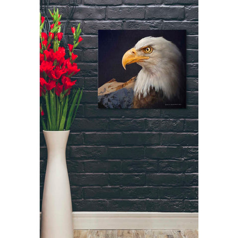 Image of 'Bald Eagle Study' by Chris Vest, Giclee Canvas Wall Art