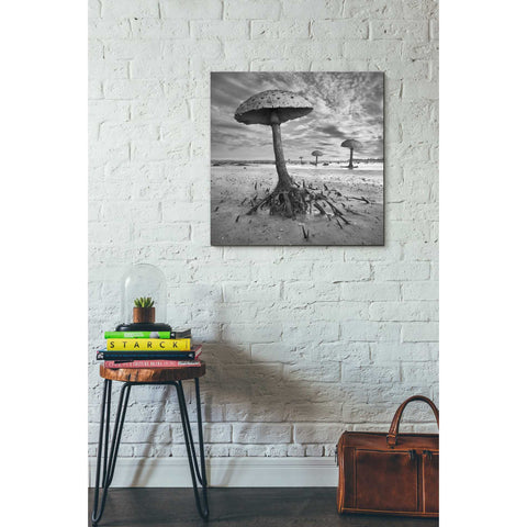 Image of 'Kanie' by Dariusz Klimczak, Canvas Wall Art,26 x 26