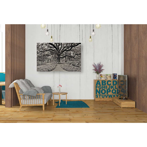 Image of 'Florida Tree' by PH Burchett Giclee Canvas Wall Art