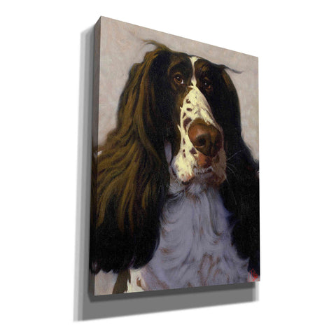 Image of 'Springer' by Thomas Fluharty, Canvas Wall Art