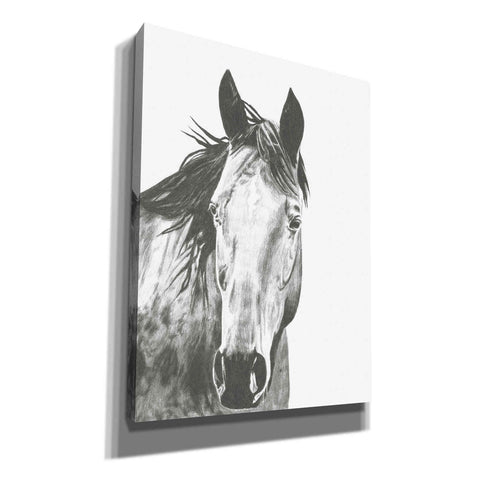 Image of 'Wildlife Snapshot Horse I' by Naomi McCavitt, Canvas Wall Art