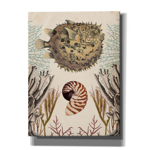 Image of 'Antiquarian Menagerie-Puffer Fish' by Naomi McCavitt, Canvas Wall Art