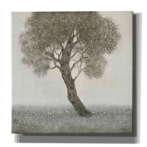 Image of 'White Blossom Tree' by Tim O'Toole, Canvas Wall Art