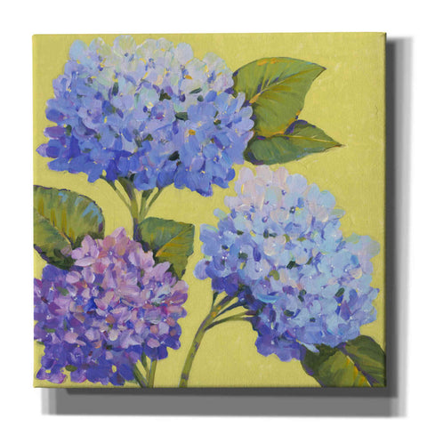 Image of 'Spring Hydrangeas II' by Tim O'Toole, Canvas Wall Art