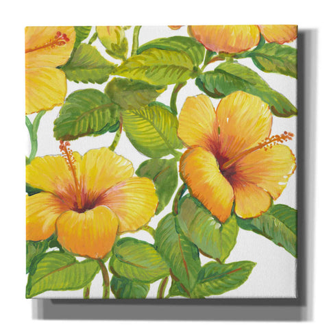 Image of 'Watercolor Hibiscus IV' by Tim O'Toole, Canvas Wall Art