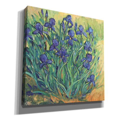 Image of 'Irises in Bloom II' by Tim O'Toole, Canvas Wall Art