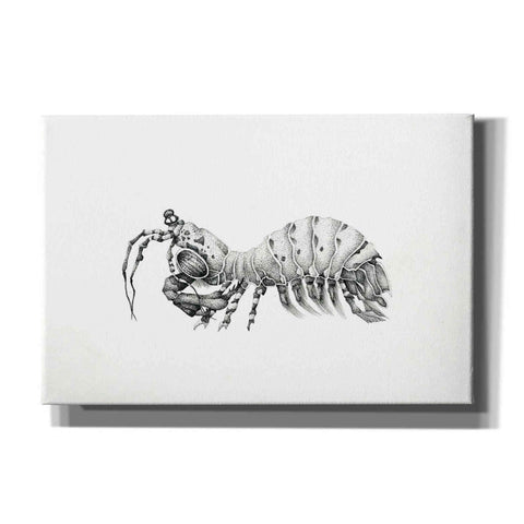Image of 'Peacock Mantis Shrimp' by Avery Multer, Canvas Wall Art