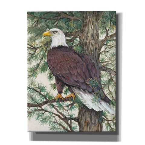 Image of 'Eagle in the Pine' by Tim O'Toole, Canvas Wall Art