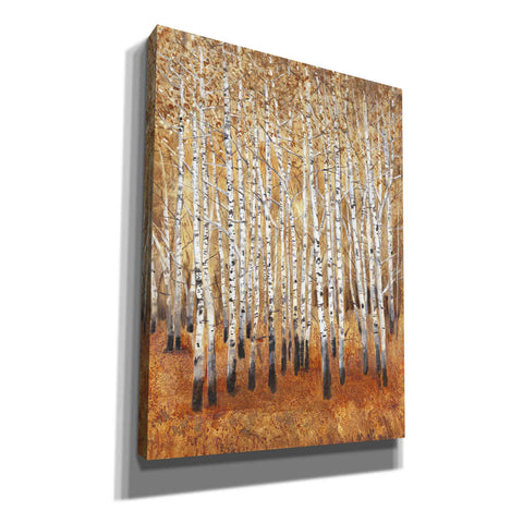 Image of 'Sienna Birches II' by Tim O'Toole, Canvas Wall Art