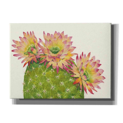 Image of 'Desert Blossoms I' by Tim O'Toole, Canvas Wall Art