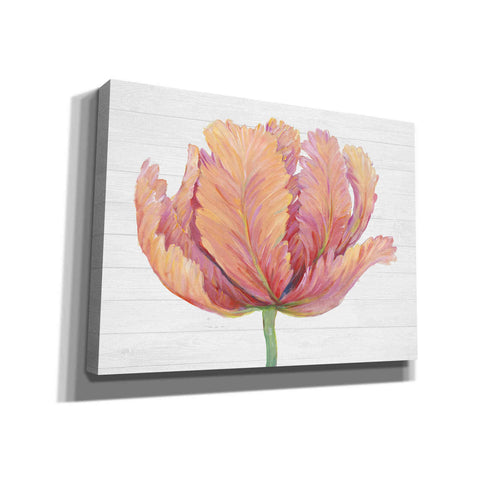 Image of 'Single Pink Bloom I' by Tim O'Toole, Canvas Wall Art