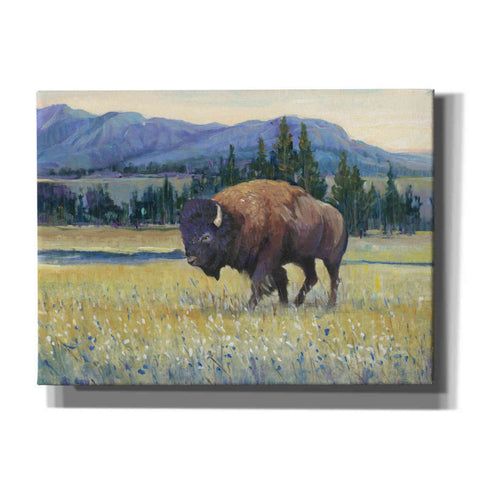 Image of 'Animals of the West II' by Tim O'Toole, Canvas Wall Art