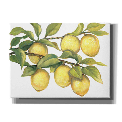 Image of 'Ripe for Picking II' by Tim O'Toole, Canvas Wall Art