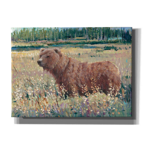 Image of 'Bear in the Field' by Tim O'Toole, Canvas Wall Art