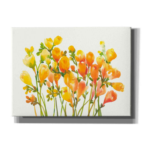 Image of 'Freesia I' by Tim O'Toole, Canvas Wall Art