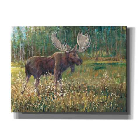 Image of 'Moose in the Field' by Tim O'Toole, Canvas Wall Art