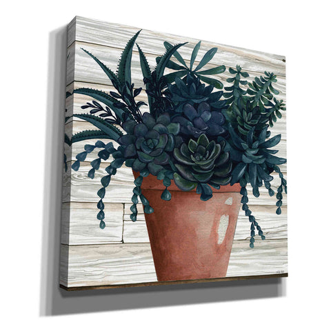 Image of 'Remarkable Succulents III' by Cindy Jacobs, Canvas Wall Art
