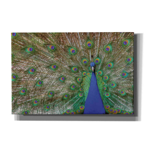 Image of 'Peacock' by Lori Deiter, Canvas Wall Art