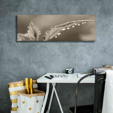 Image of 'Dewey Morning' by Lori Deiter, Canvas Wall Art,36 x 12