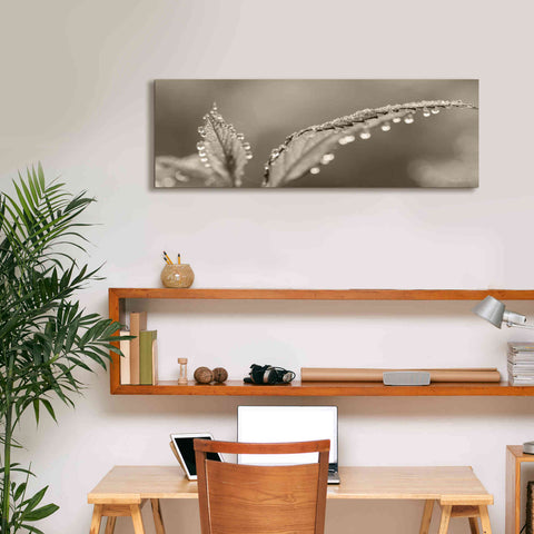 Image of 'Dewey Morning' by Lori Deiter, Canvas Wall Art,36 x 12