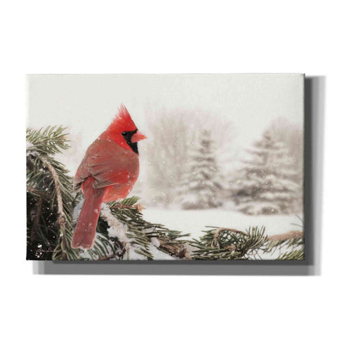 Image of 'Winter Perch' by Lori Deiter, Canvas Wall Art