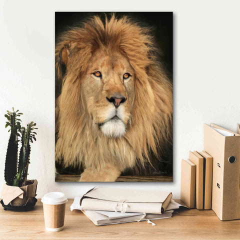 Image of 'King of the Jungle' by Lori Deiter, Canvas Wall Art,18 x 26