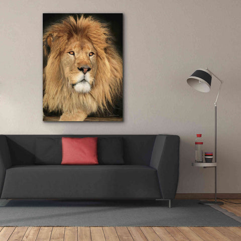 Image of 'King of the Jungle' by Lori Deiter, Canvas Wall Art,40 x 54