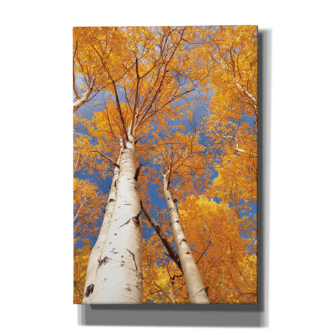 Image of 'Aspen I' by Lori Deiter, Canvas Wall Art