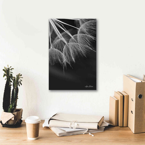 Image of 'Goatsbeard I' by Lori Deiter, Canvas Wall Art,12 x 18