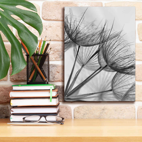 Image of 'Goatsbeard II' by Lori Deiter, Canvas Wall Art,12 x 16